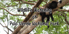 Palo Verde National Park – One of the Best for Wildlife Watching