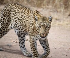 Where to see the Big 5 in Tanzania