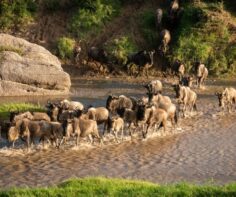 Where and when to witness the Great Wildebeest Migration