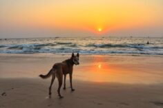 The Top 12 Sunset Spots in North Goa