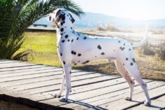 Traveling To Croatia With A Dog – What You Need To Know