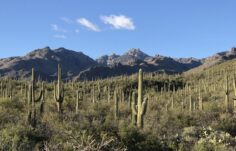 Saguaro National Park: The Perfect Winter Getaway