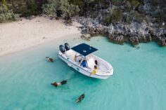 How To Swim With Pigs In The Bahamas: Must-Know Tips