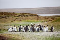 Do’s & Don’ts When You Travel to the Falkland Islands