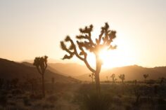 Camping In Joshua Tree (When To Go & The Best Campgrounds 2022)