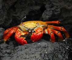 20 inimitable Galapagos Islands wildlife species and experiences