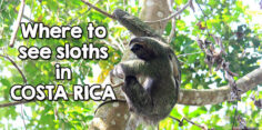 Where to See Sloths in Costa Rica: Tips for Spotting Perezosos