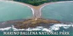 Marino Ballena National Park: The Humpback Whale Park