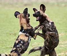 Zambia’s enchanting Kafue National Park