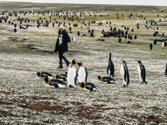 Falkland Islands Bucket List: 25 Things to Do When You Visit