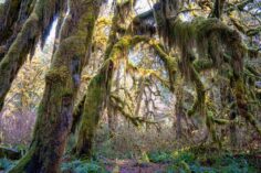 Visiting the Hoh Rainforest in Winter: Everything You Need to Know