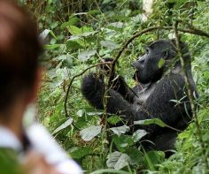 Wildlife experiences you won’t want to miss on a trip to Uganda