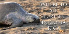 Where to See Turtles in Costa Rica