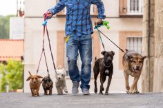 How to Avoid Bad Pet Sitters – 14 Questions Pet Owners Should Ask Before Confirming a House Sit