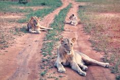 The Best Destinations for Up Close Family Safaris