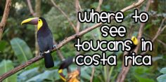 Where to See Toucans in Costa Rica