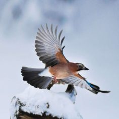 Winter at Plitvice Lakes