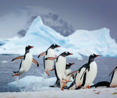 Solo explorations of the Arctic and Antarctic with Quark Expeditions