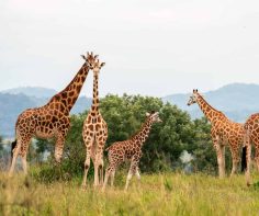 Unique highlights to experience on a 15-day itinerary in Uganda