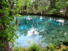 5 Awesome Things to do in Crystal River, Florida (Manatees and More!)