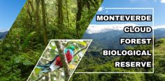 Monteverde Cloud Forest Reserve: How to Visit One of the Wonders of Costa Rica