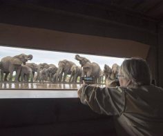 Africa’s fabulous photo hides and hotspots