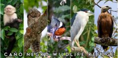 Caño Negro Wildlife Refuge Los Chiles – Day Trip from La Fortuna