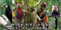 Costa Rica Birding and Wildlife Itinerary 2 Weeks