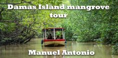 Damas Island Mangrove Tour: Wildlife Watching in Manuel Antonio