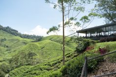 Cameron Highlands Guide: Trails, Tea Fields & My Honest Tips