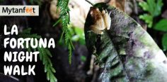 La Fortuna Night Walk: See the Critters of the Night