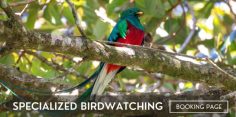 Birdwatching Tour in Monteverde
