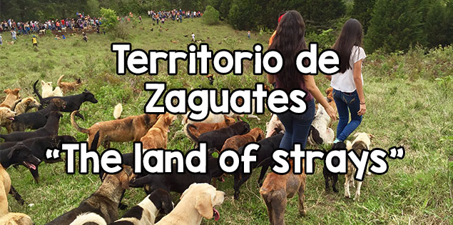 Visiting Territorio de Zaguates, the Land of Strays in Costa Rica