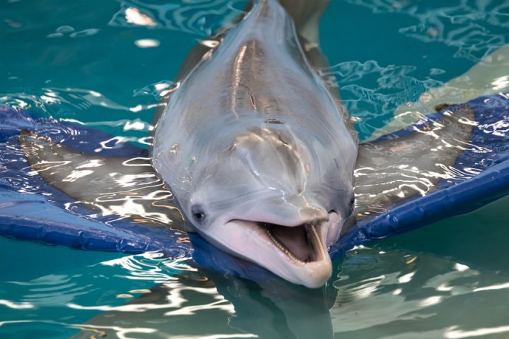 Clearwater Marine Aquarium Changed The Way I See Dolphins Forever