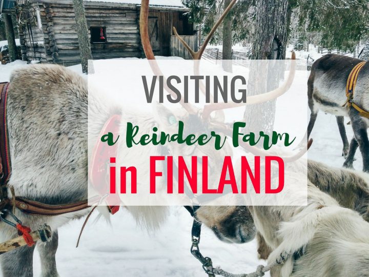 Visit a Reindeer Farm in Finland For The Cutest Day Ever
