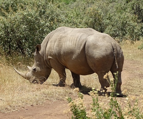 5 Kenyan parks to find the endangered rhino