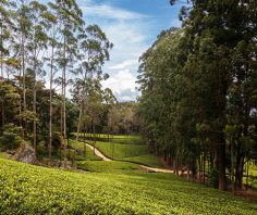 Top 5 experiences to celebrate Ceylon tea
