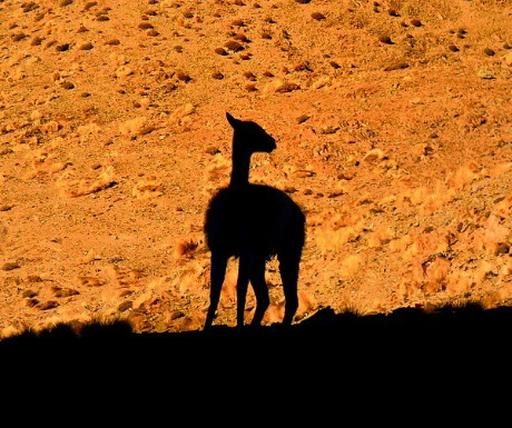 Discover the ‘camels of the New World’