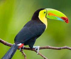 10 exceptional wildlife experiences in Latin America