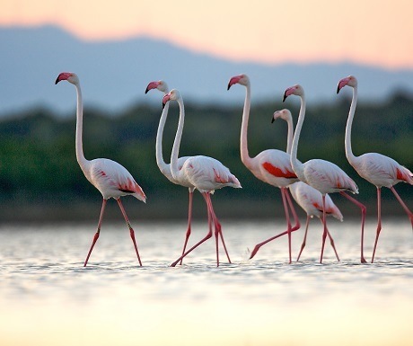 Photograph of the week: Flamingos at Molentargius Saline Regional Park, Sardinia