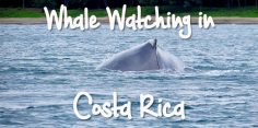 The Best Time of Year and Best Places to See Whales in Costa Rica