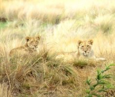 5 wonderful family-friendly luxury safari lodges in South Africa