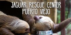 Helping Injured Animals of Puerto Viejo