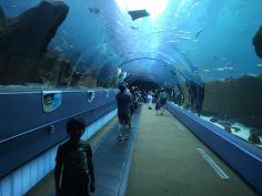 3 reasons why you need to visit the biggest aquarium in the U.S.