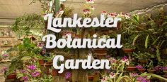 Lankester Botanical Garden: Orchid Sanctuary in Cartago