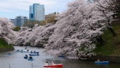 USA to Tokyo for Cherry Blossom Season from $525 r/t!