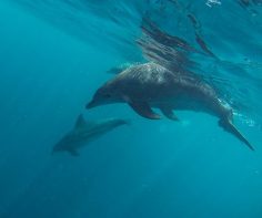 Under the waves on World Wildlife Day