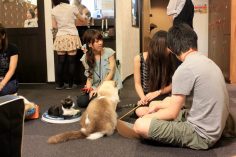 Best Quirky Café in Japan? Tokyo’s Calico Cat Café in Shinjuku