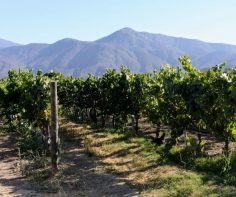 Chile: a luxury, organic wine tour like no other