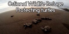 See the Biggest Gathering of Turtles